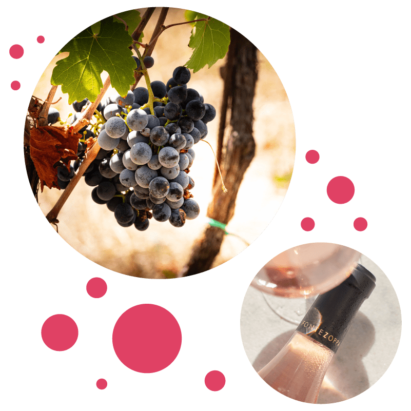 Vino rosato marchigiano, prenota una degustazione in Italia